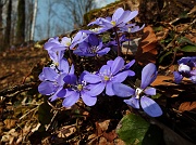 74 Erba Trinità (Hepatica nobilis)